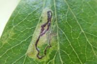Stigmella hybnerella