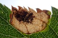 Stigmella plagicolella