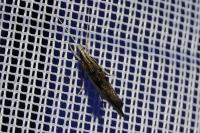 Ypsolopha scabrella