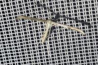 Emmelina monodactyla