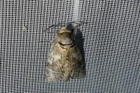 Cossus cossus