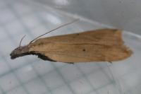 Dichomeris limosella