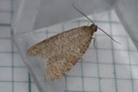Isotrias stramentana