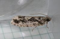 Zeiraphera isertana
