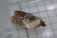Acleris variegana