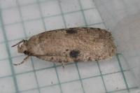 Agonopterix propinquella