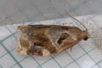 Archips xylosteana