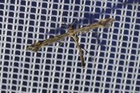 Amblyptilia