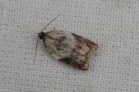 Acleris variegana
