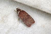 Agonopterix cnicella
