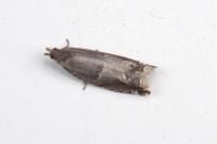 Ancylis sparulana