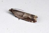 Ancylis sparulana