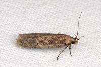 Platyedra subcinerea