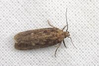 Platyedra subcinerea