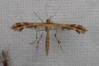 Oxyptilus