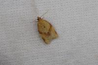 Clepsis consimilana