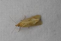Cochylimorpha meridiana