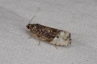 Hedya nubiferana
