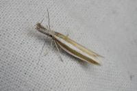 Pleurota aristella