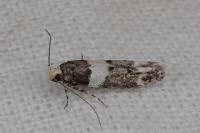Recurvaria leucatella