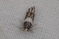 Recurvaria leucatella