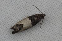 Spilonota ocellana