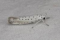 Yponomeuta rorrella
