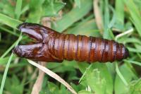 Cossus cossus