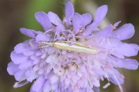 Pleurota aristella