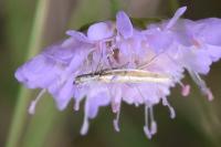 Pleurota aristella