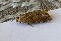 Pelochrista caecimaculana