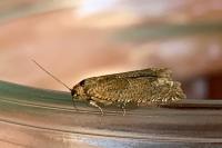 Pelochrista caecimaculana