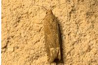 Pelochrista caecimaculana