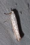 Yponomeuta rorrella