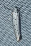 Yponomeuta rorrella
