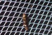 Scythris scopolella
