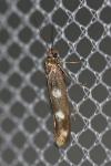Scythris scopolella