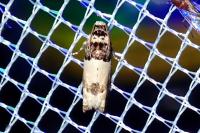 Epinotia thapsiana