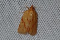 Clepsis pallidana