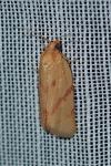 Clepsis pallidana