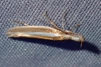 Pleurota aristella