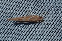 Pyroderces argyrogrammos