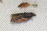 Acleris umbrana