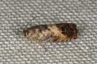 Pammene fasciana