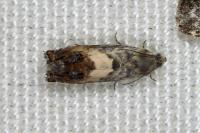 Pammene fasciana