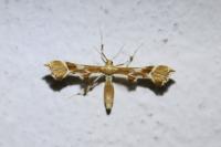 Cnaemidophorus rhododactylus