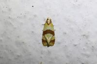 Phalonidia albipalpana