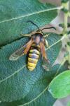 Sesia bembeciformis