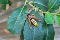 Sesia bembeciformis