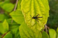 Synanthedon myopaeformis